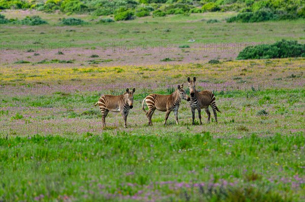 Cape Mountain Zebras