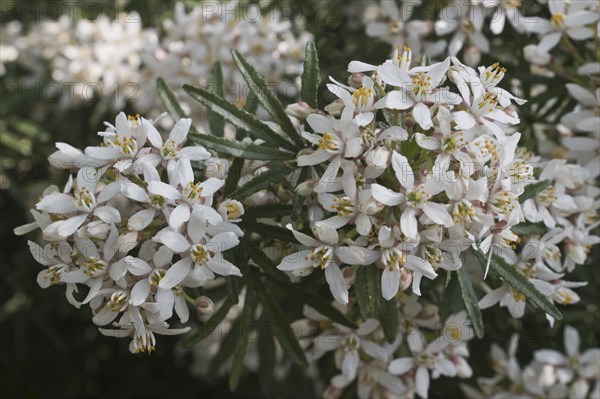 Orange blossom