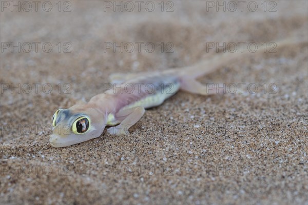 Namib sand gecko