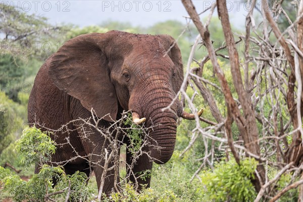 African elephant