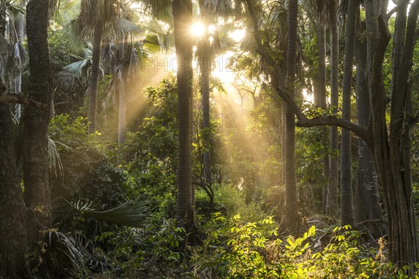 Sunbeams in the jungle