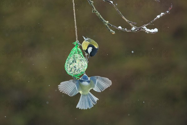 Blue tit with open wings hanging on titmouse dumpling looking up from behind at great tit