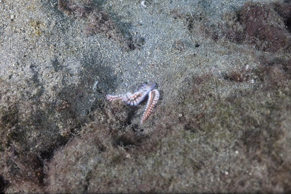 Bearded fireworms