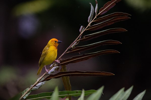 Yellow weaver bird