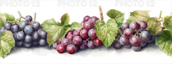 Seamless tileable watercolor row of fresh grapes on the vine on a white background