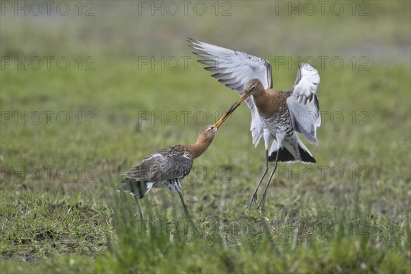 Black-tailed godwits