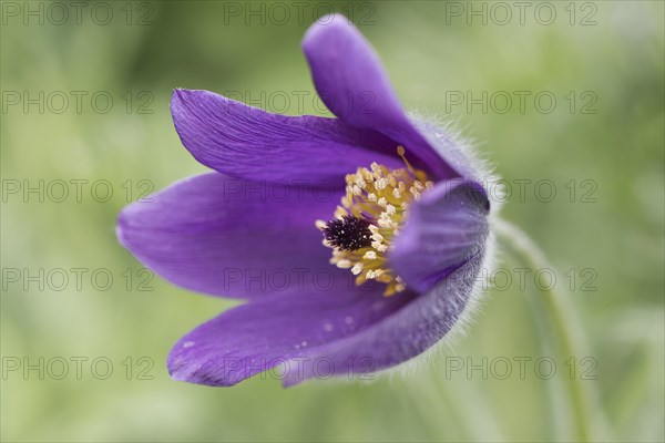 Pasque flower