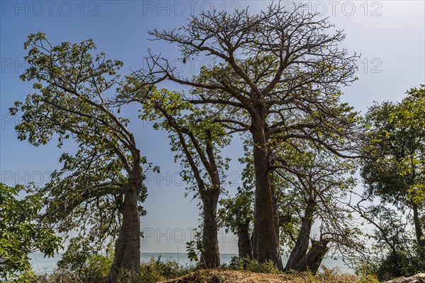 Baobab trees