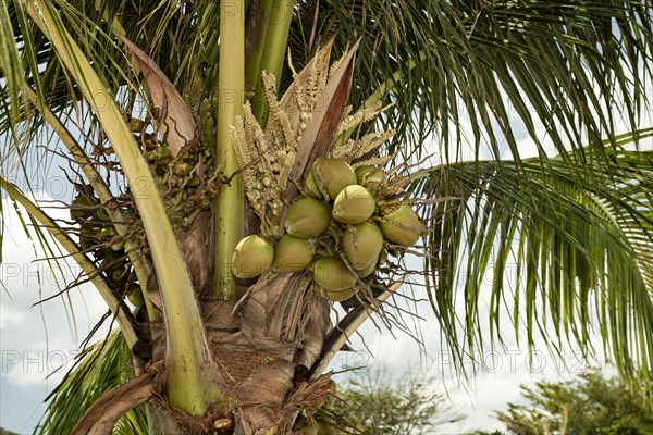 Coconut palm