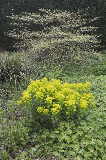 Marsh spurge