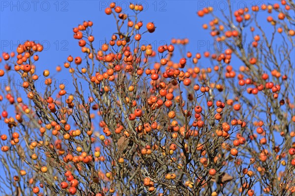 Deciduous tree