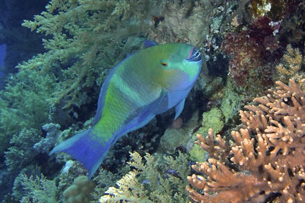 Rusty parrotfish