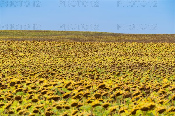 Field with withered sunflowers