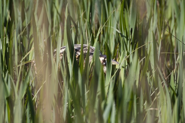 Great bittern