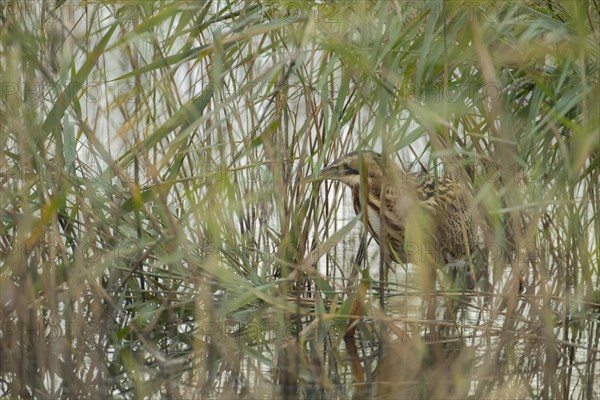 Great bittern