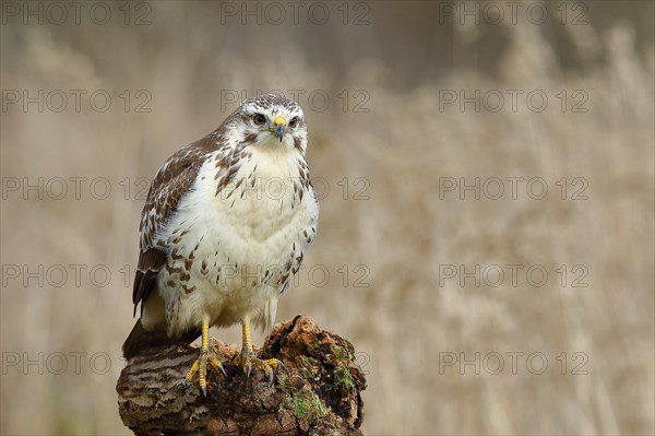 Common steppe buzzard