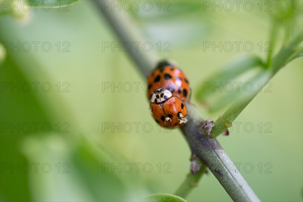 Ladybird