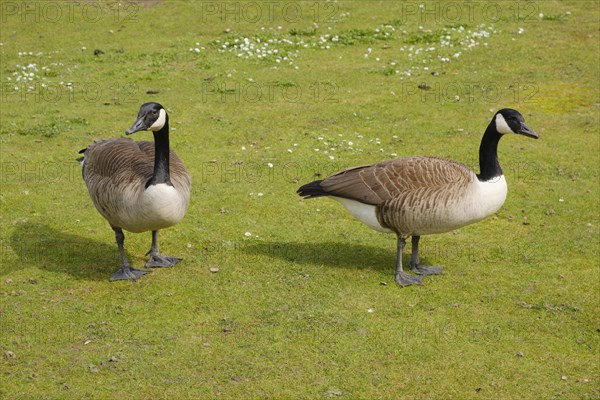 Two Canada geese