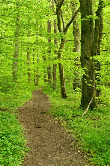 Hiking trail winds through natural beech forest
