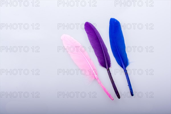 Collection of colored decorative feathers placed on white background