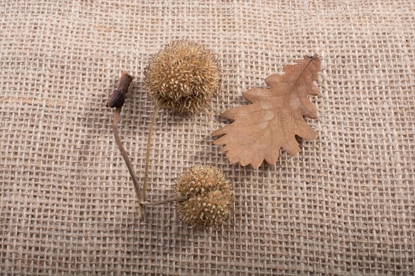 Separate Autumn dry leaf