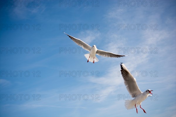 Pair of seagulls flying in the sky background