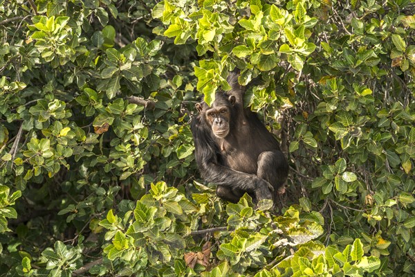 Chimpanzee on Baboon Island