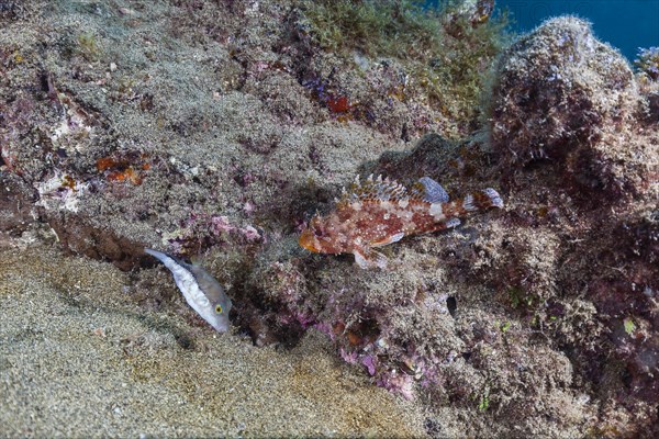 Madeira rockfish