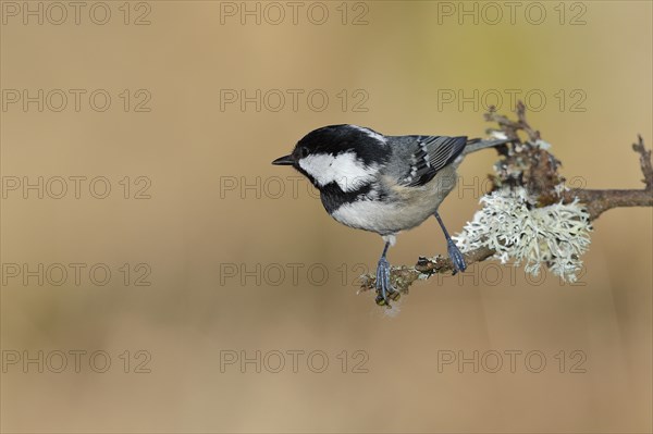 Coal Tit