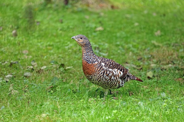 Black Grouse