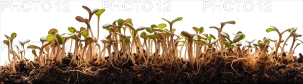 Seamless tileable cross section row of budding sprouts of new growth out of soil on a white background