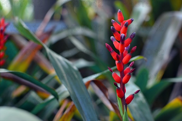 Bright red flower of 'Bromeliaceae Aechmea x warasii ' plant