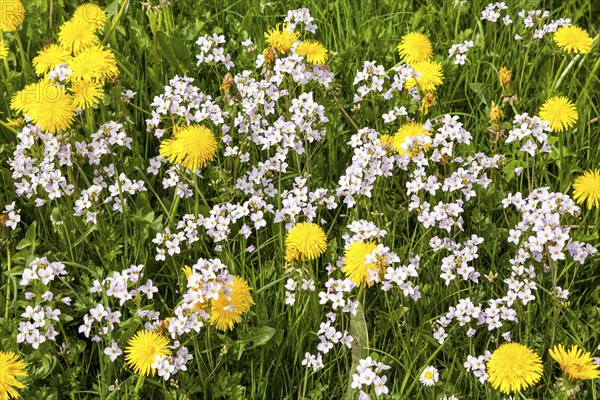 Flowering common dandelion