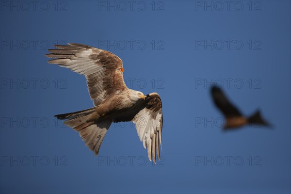 Red kite