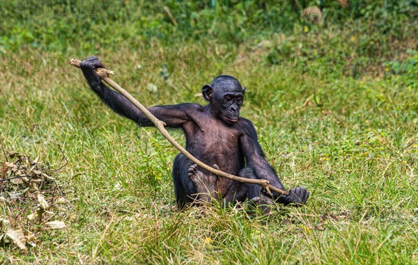 Bonobo