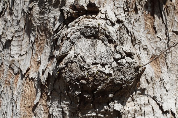 Tree trunk with bark and burl