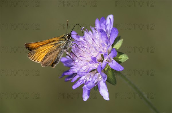 Small skipper