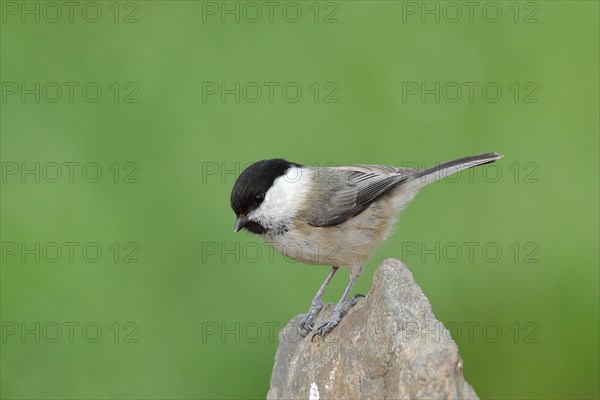 Willow Tit