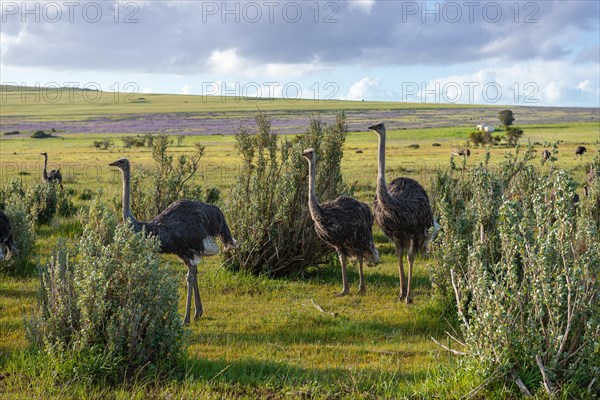 Ostriches