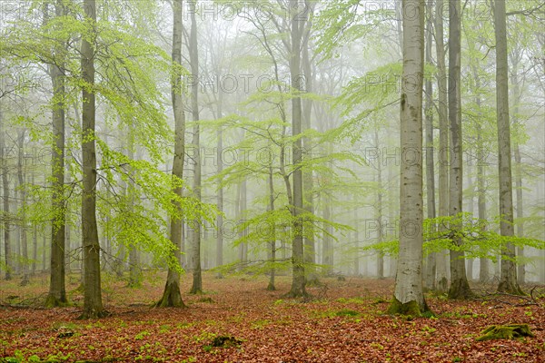 Beech forest with mist in early spring