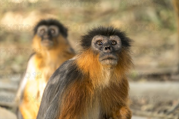 Temminck's red colobus