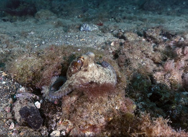 Common octopus