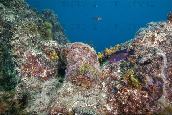 Neon damselfish