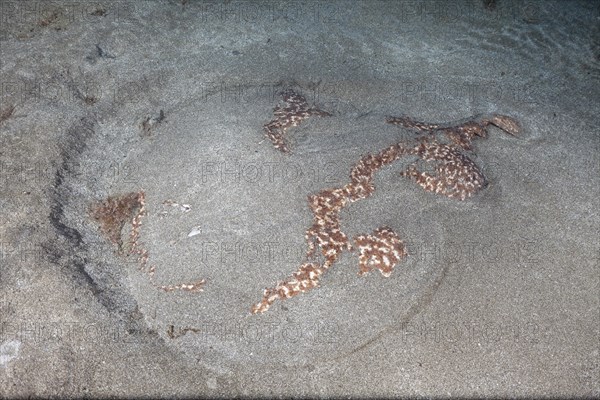 Marbled electric ray