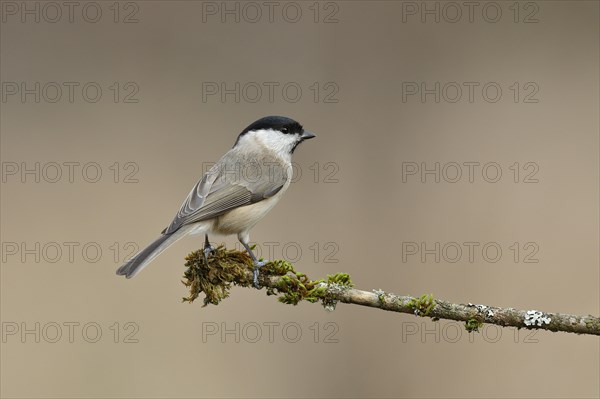 Willow Tit