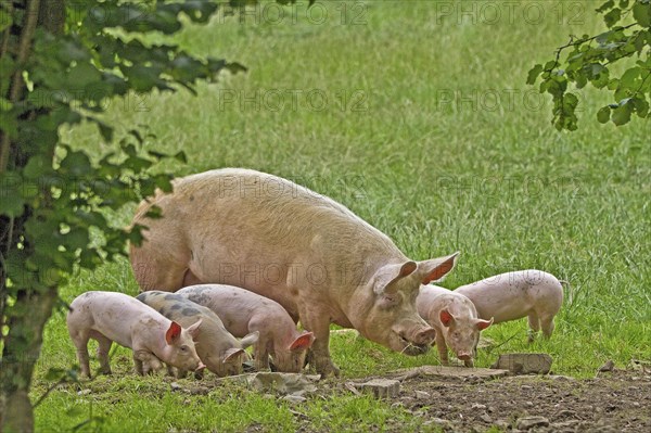 Domestic pig