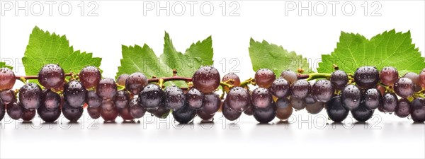 Seamless tileable row of fresh grapes on the vine on a white background