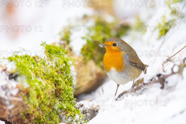 European robin