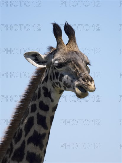 Masai giraffe