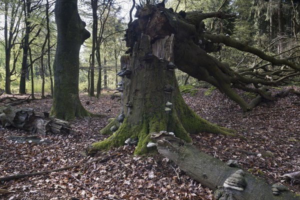 Dead copper beech